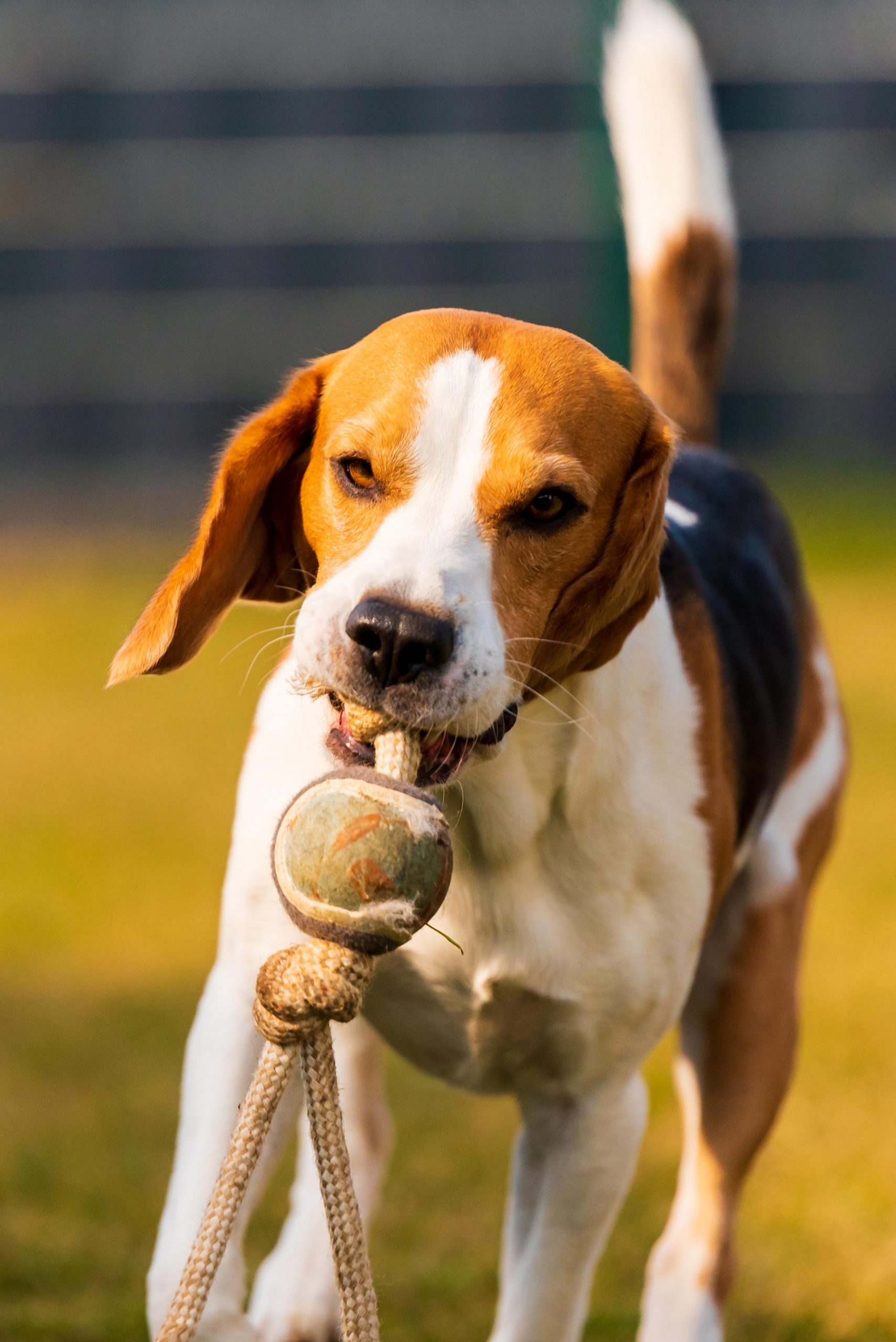 happy-beagle-dog-running-with-flying-ears-towards-BMK57U2-scaled-1.jpg